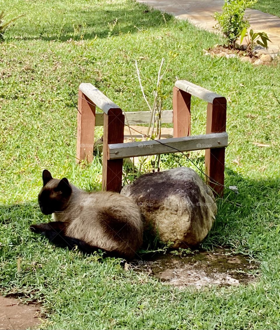 E esta ilusão de ótica?
Tiramos essa foto do gatinho Mimi hoje, quando ele estava deitado ao lado da pedra.
Não parece que é tudo uma coisa só?
Gato + Pedra = Bicho estranho e camuflado.
Ampliando, se vê melhor a diferença. Nessa resolução, não. 