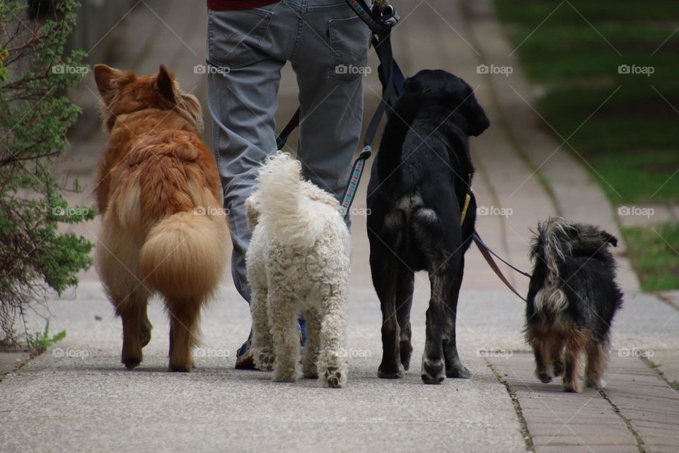 Pets on a morning stroll