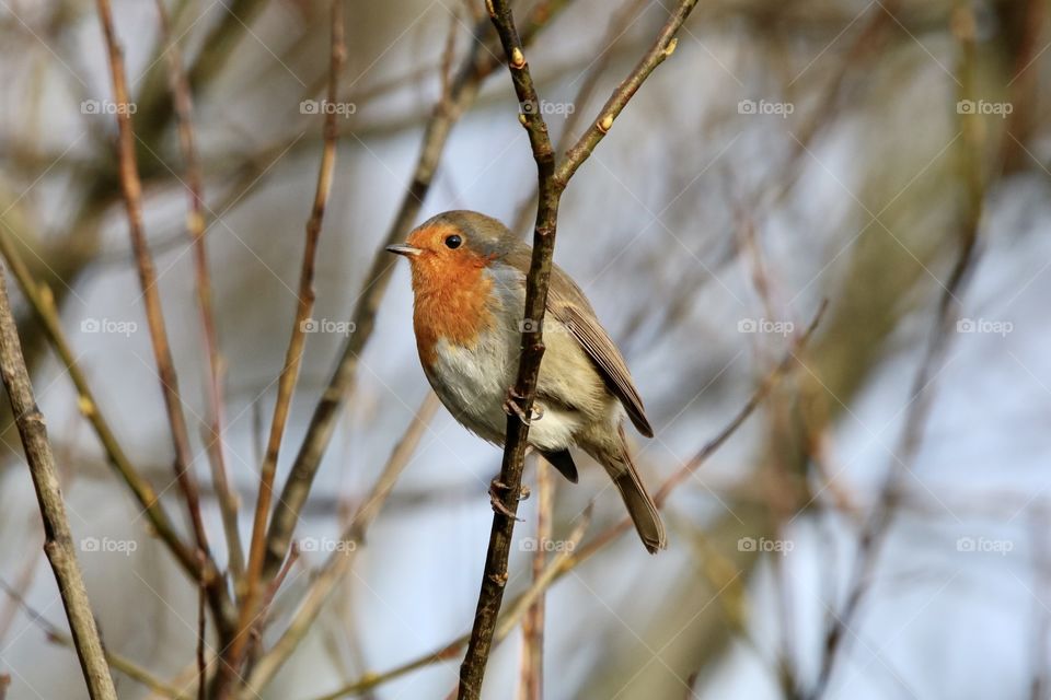 Robin 
