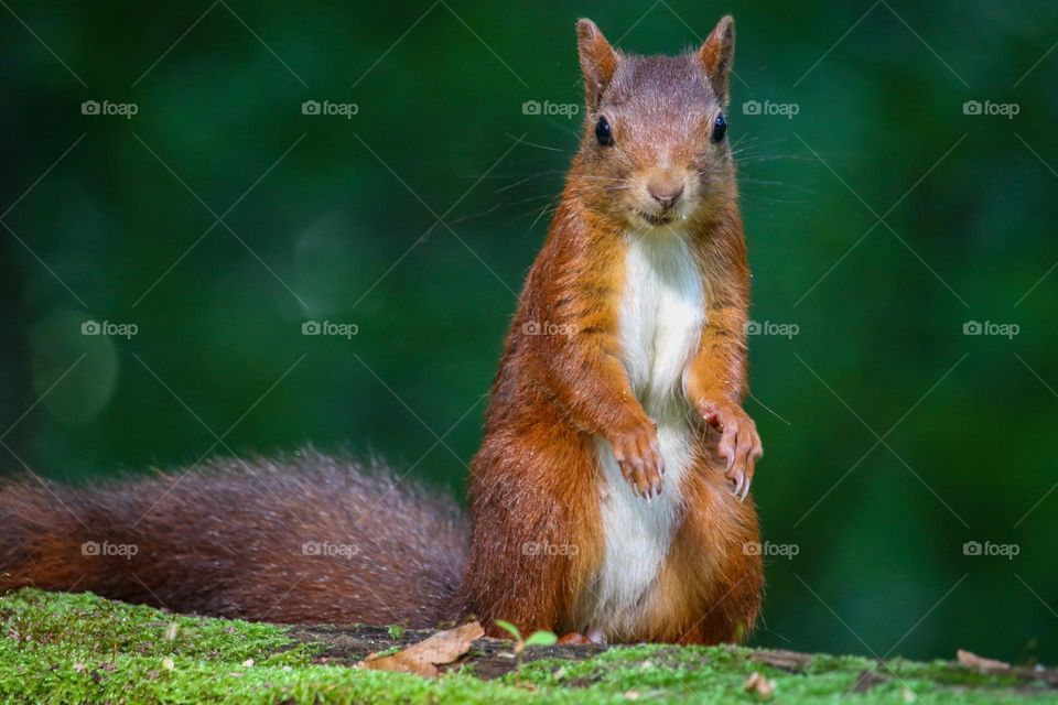 Cute red squirrel, funny standing posture
