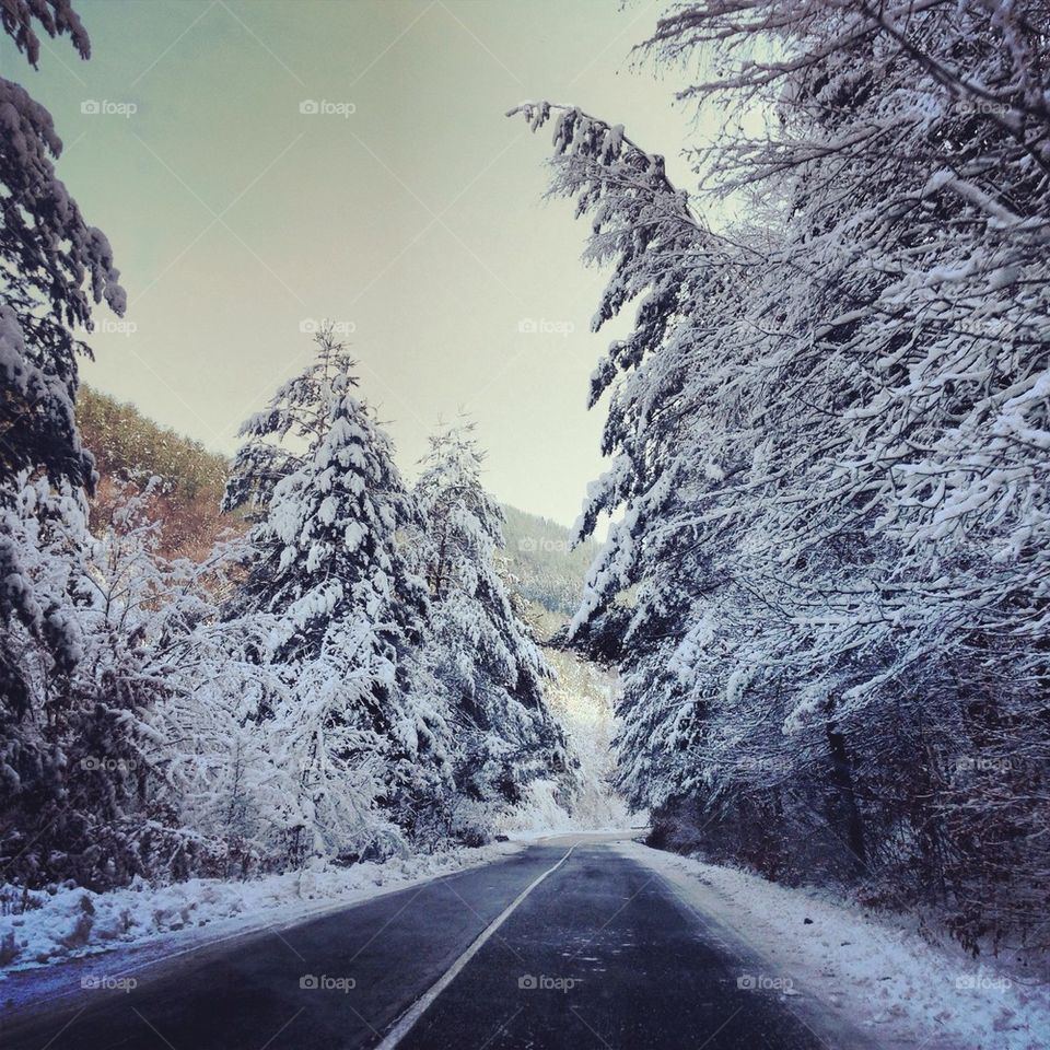 snow winter sky tree by severina1