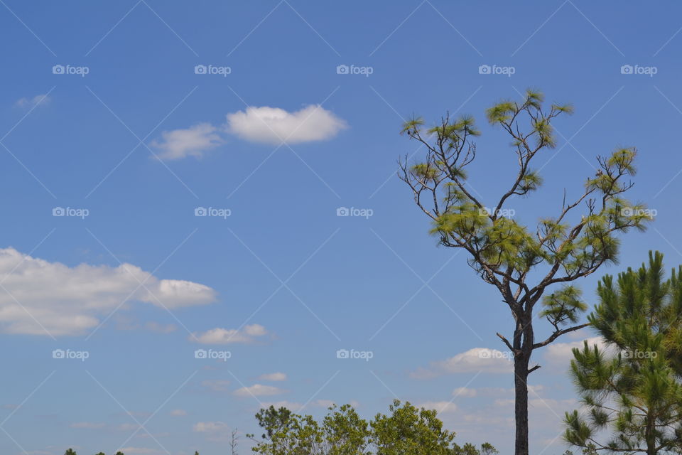 Blue sky with white clouds and pine trees in the country
