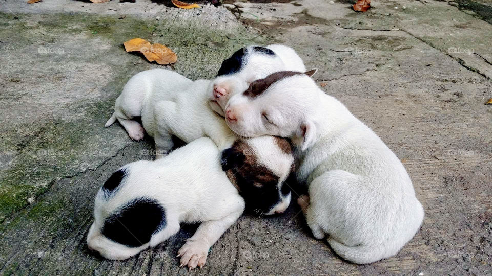 Sleeping puppies outside the house. They felt drowsy after taking a bath. Puppies having a sound sleep. Togetherness 