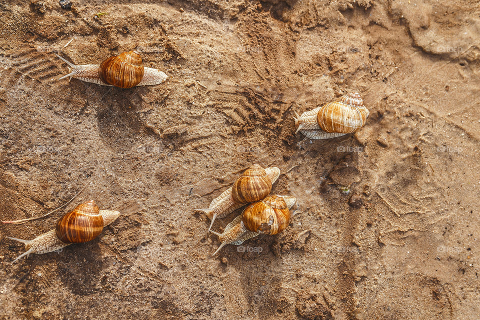 Snails on the sand