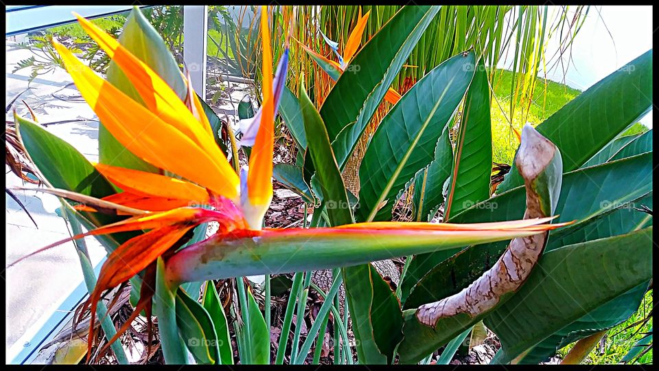 Bird-Of-Paradise in the back yard.