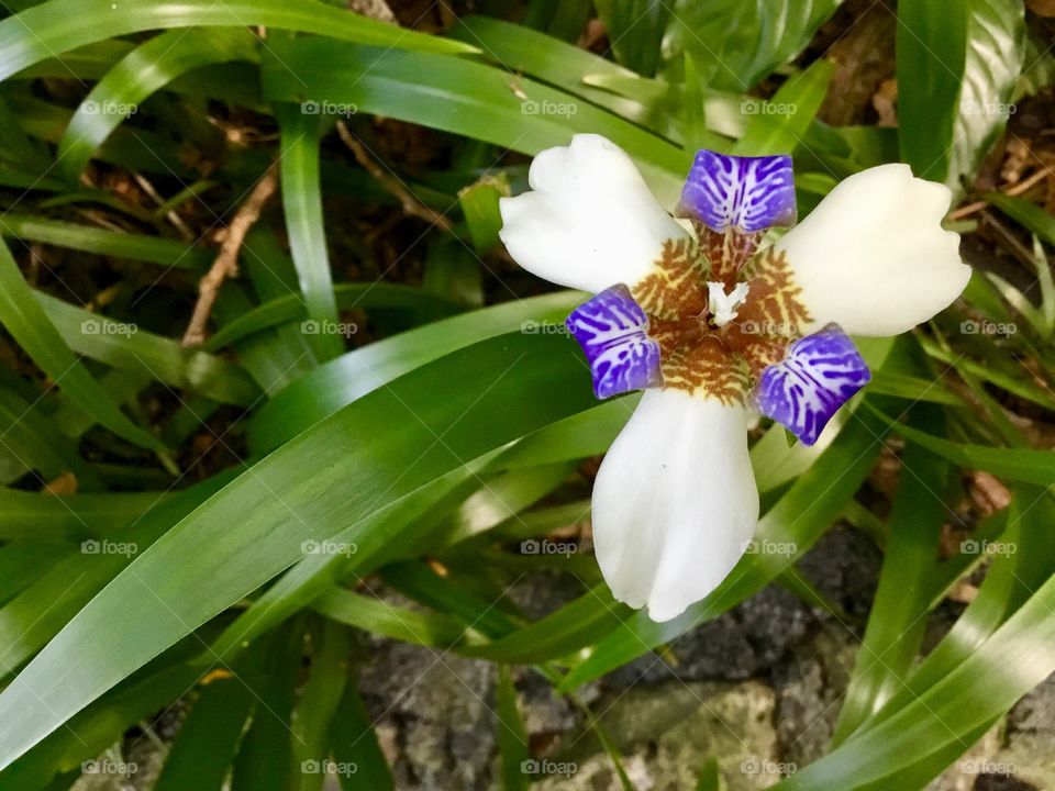 Orchid at Hawaii Tropical Botanical Garden