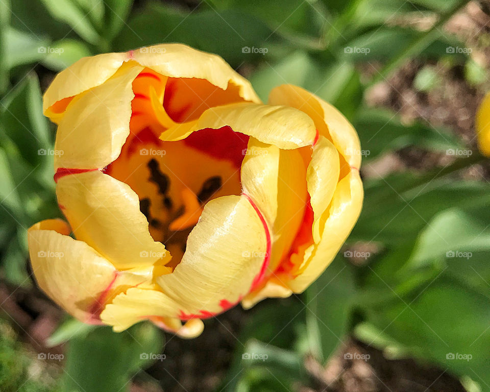 Tulip in my mums garden 