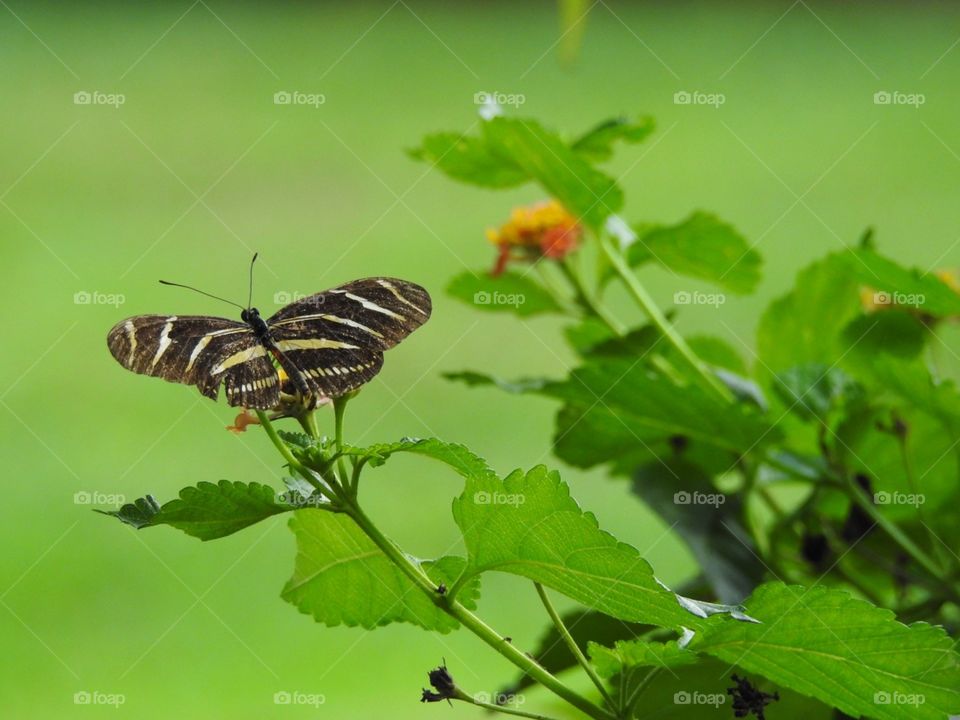 Zebra butterfly 