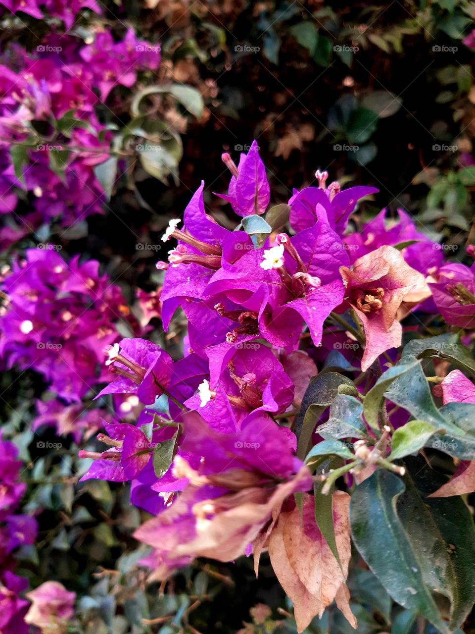 A vibrant close-up of Bougainvillea flowers showcasing their bright magenta petals and small white blossoms, surrounded by green and dry leaves. This image captures the natural beauty of these tropical plants in Casablanca on January 1, 2025