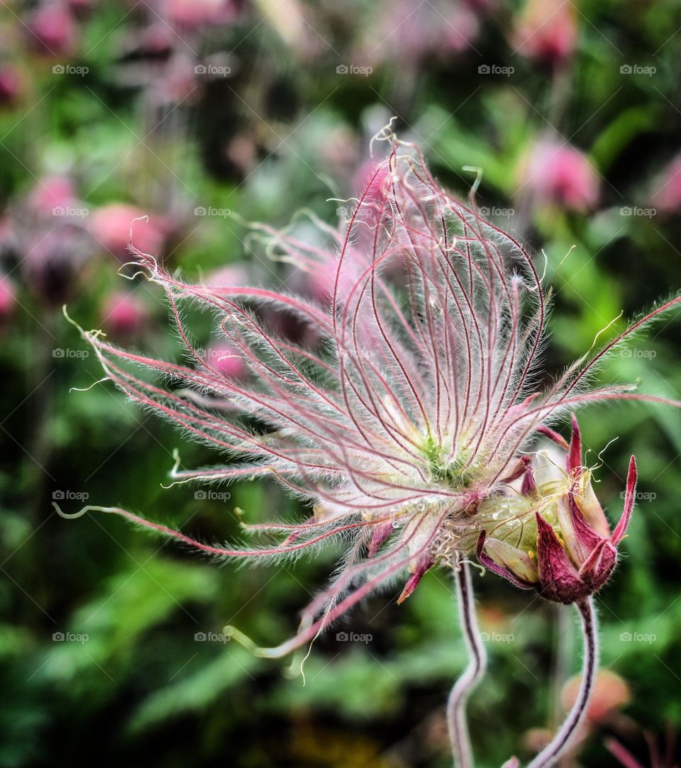 A smoke flower blooms dramatically