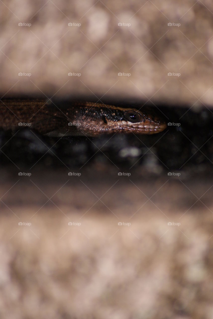 lizzard hiding inside tree crack