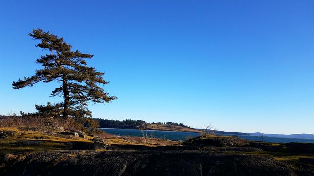 twisted tree overlooking ocean