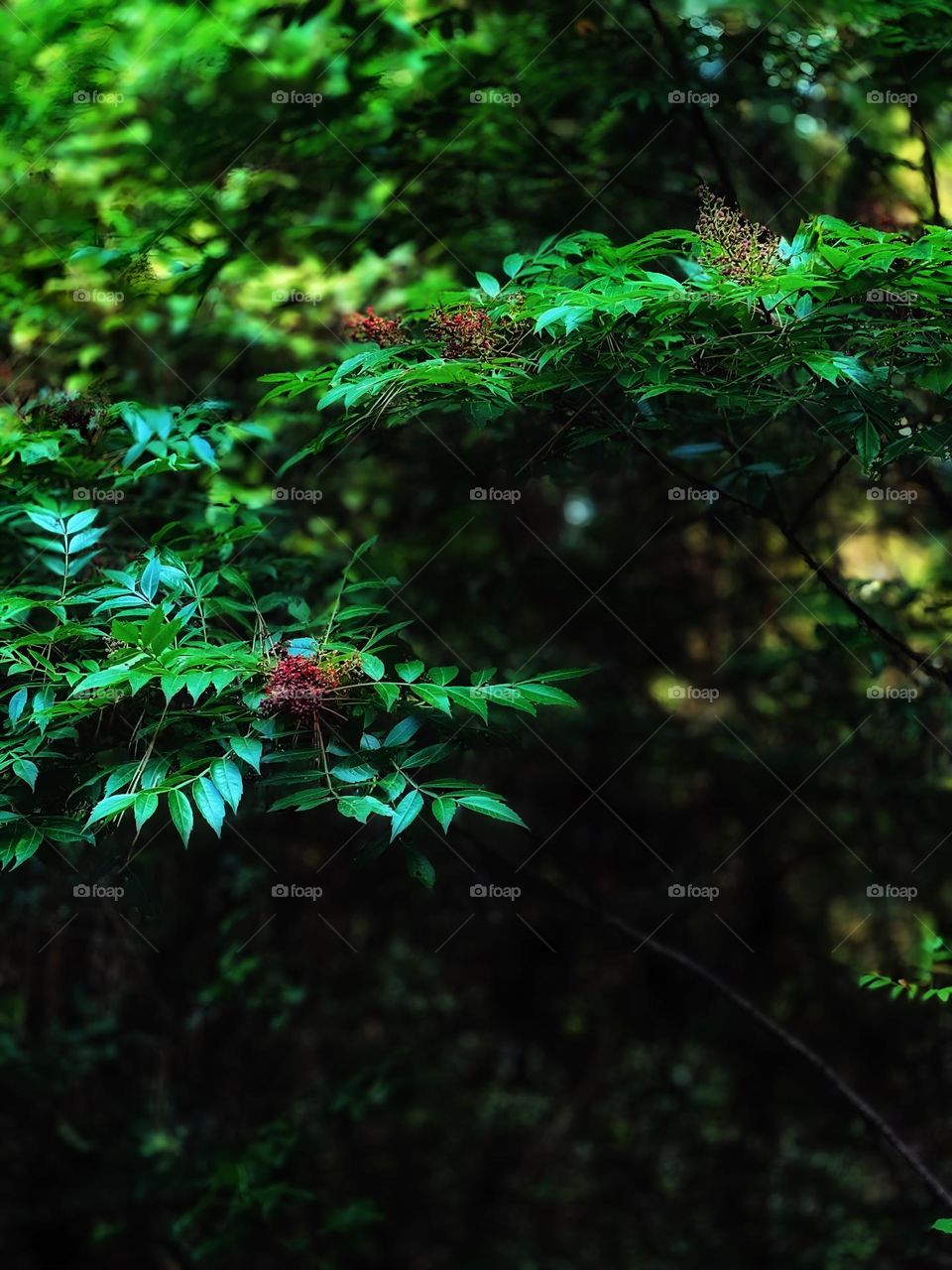 Elder that grows in the Southern part of the UnitedStates. The elderberries are known to treat cold and flu symptoms.