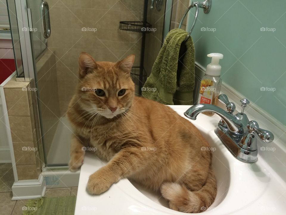 Sunny in the sink