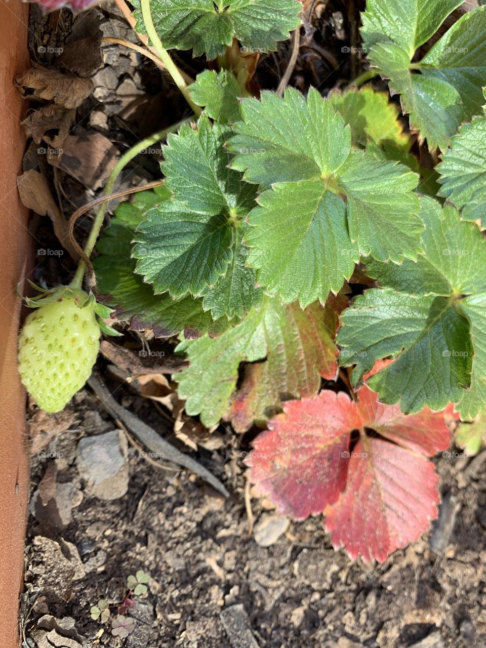 Growing strawberry! So rewarding once they ripen. A juicy sweet pleasure awaits you