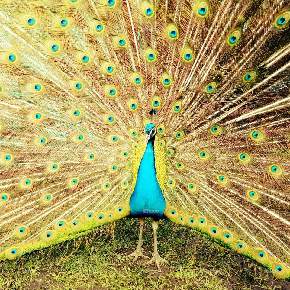 A Peacock showing off