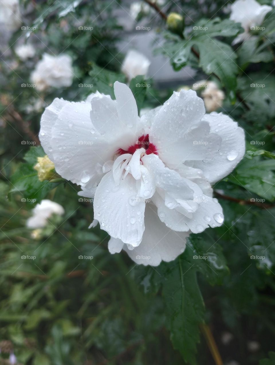 Beauty of Flowers