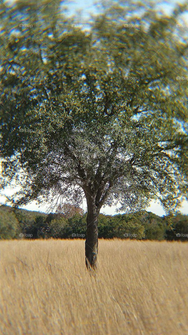 A Tree in the Grass
