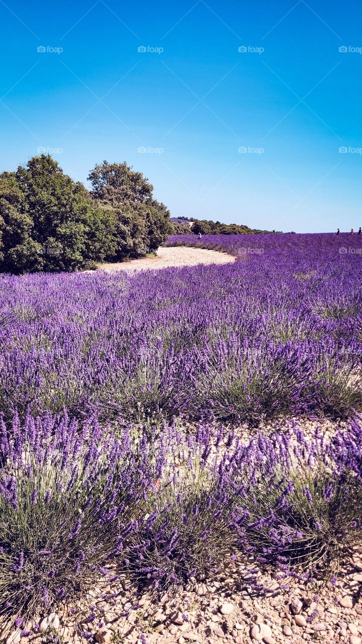 Lavender fields in Provenance, France.