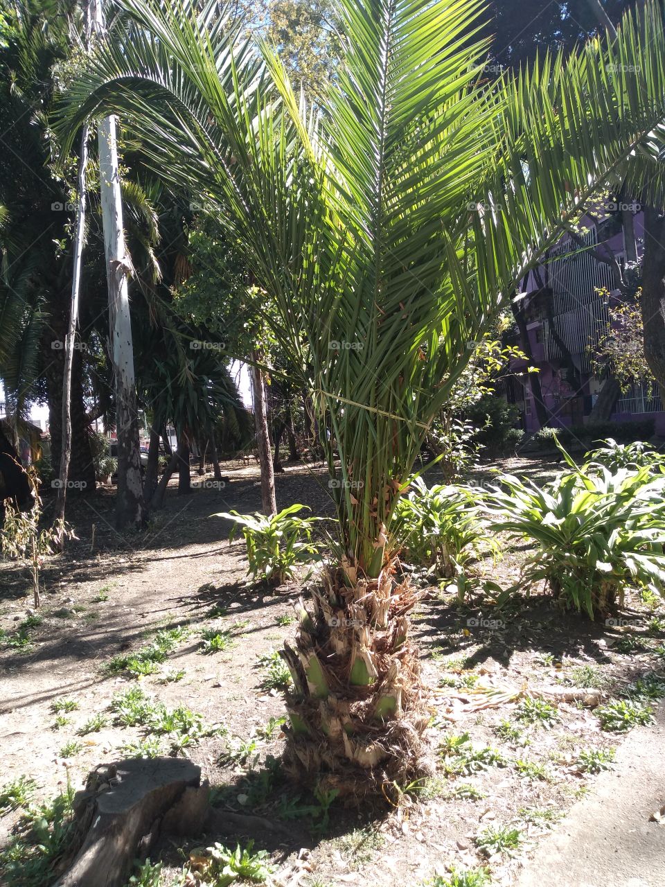hermosa palmera del jardín.