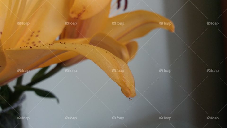 yellow Lily with a drop of water on the petal