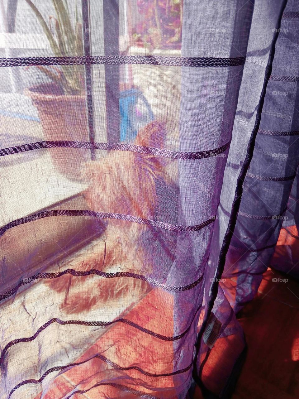 Hiding behind the curtain, watching the world with curiosity.