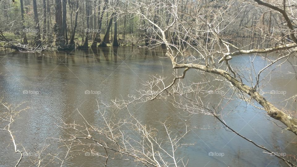 Nature, Water, Wood, Tree, Winter