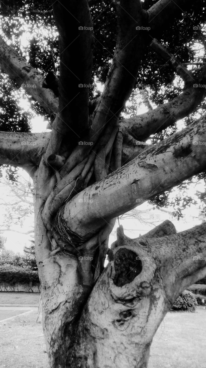 Old tree with special form