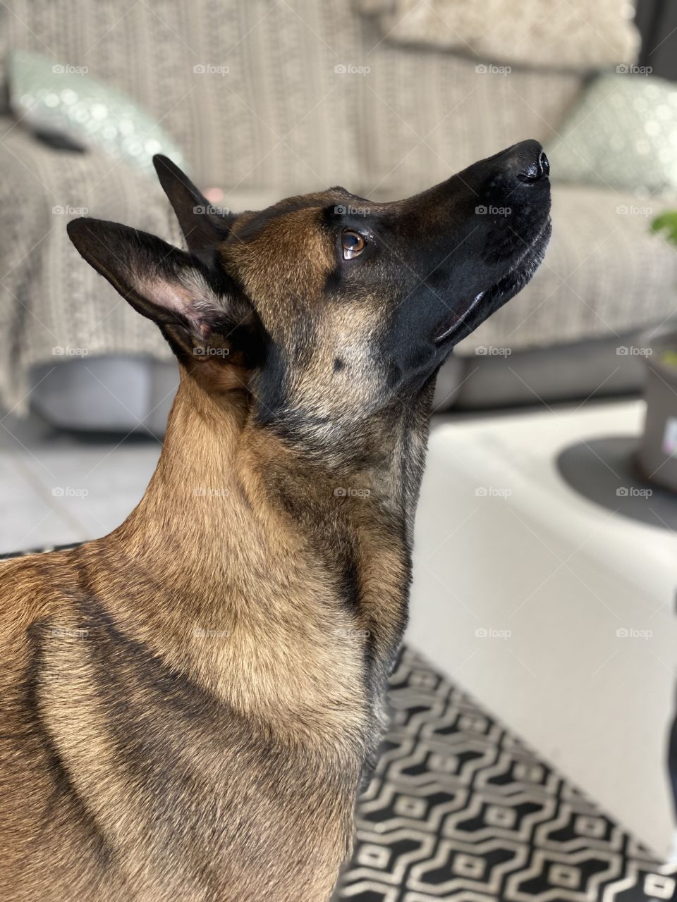 Malinois