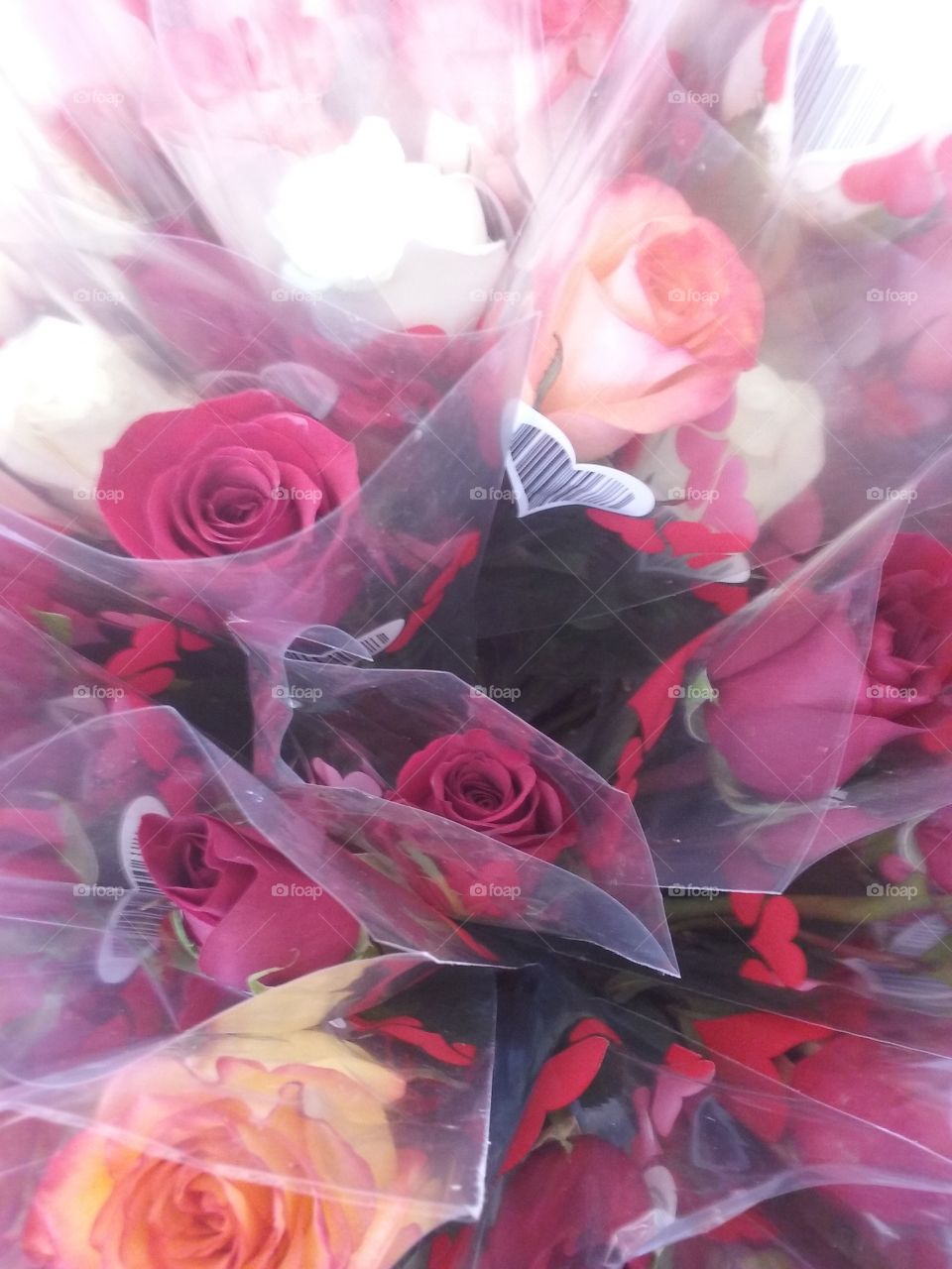 Valentine's day roses