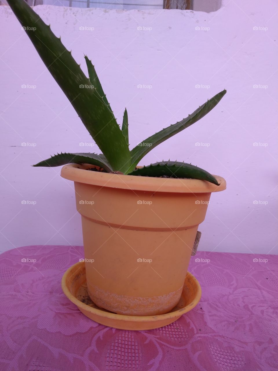 aloe