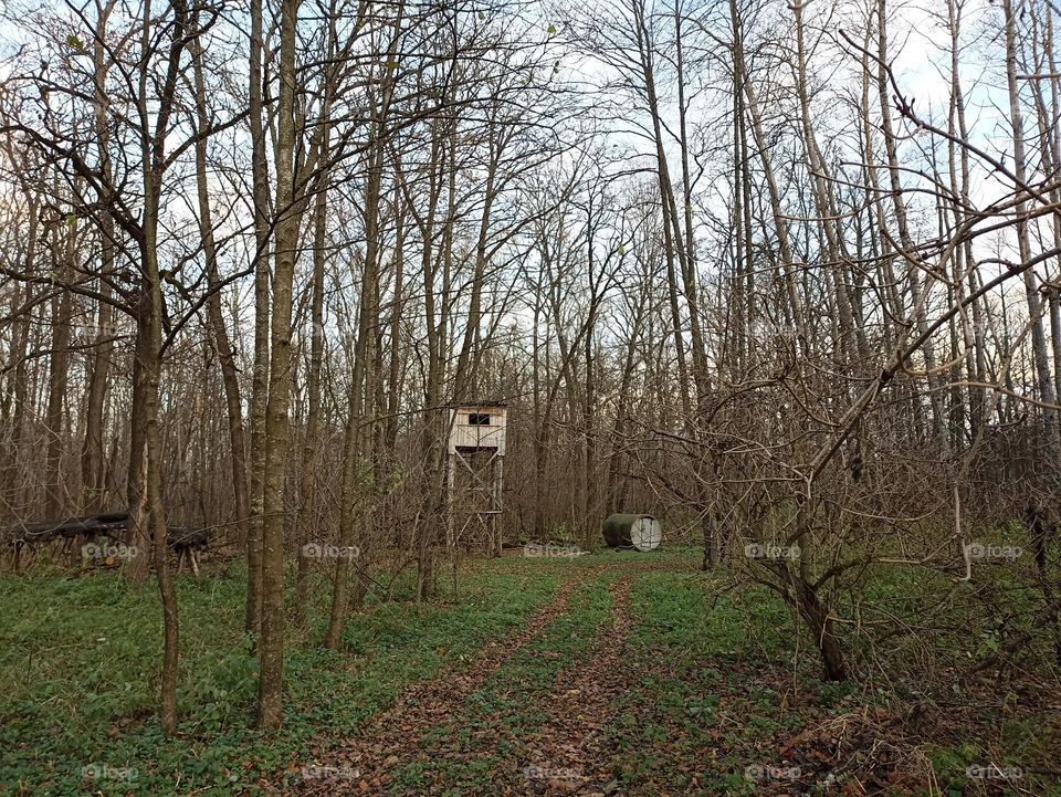 Observation tower in the forest