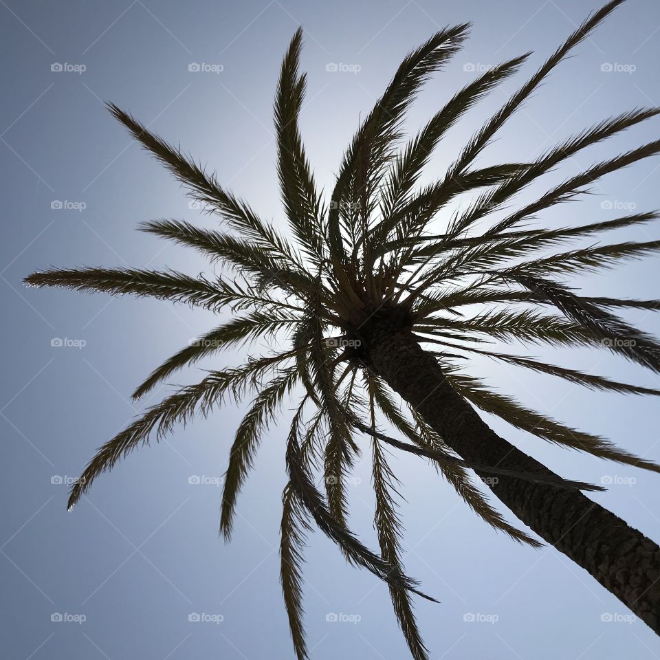 Palm tree on the beach in Peñíscola