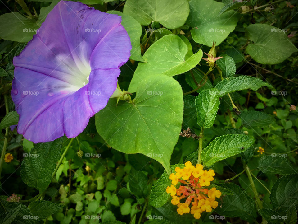 Morning glory and lantana