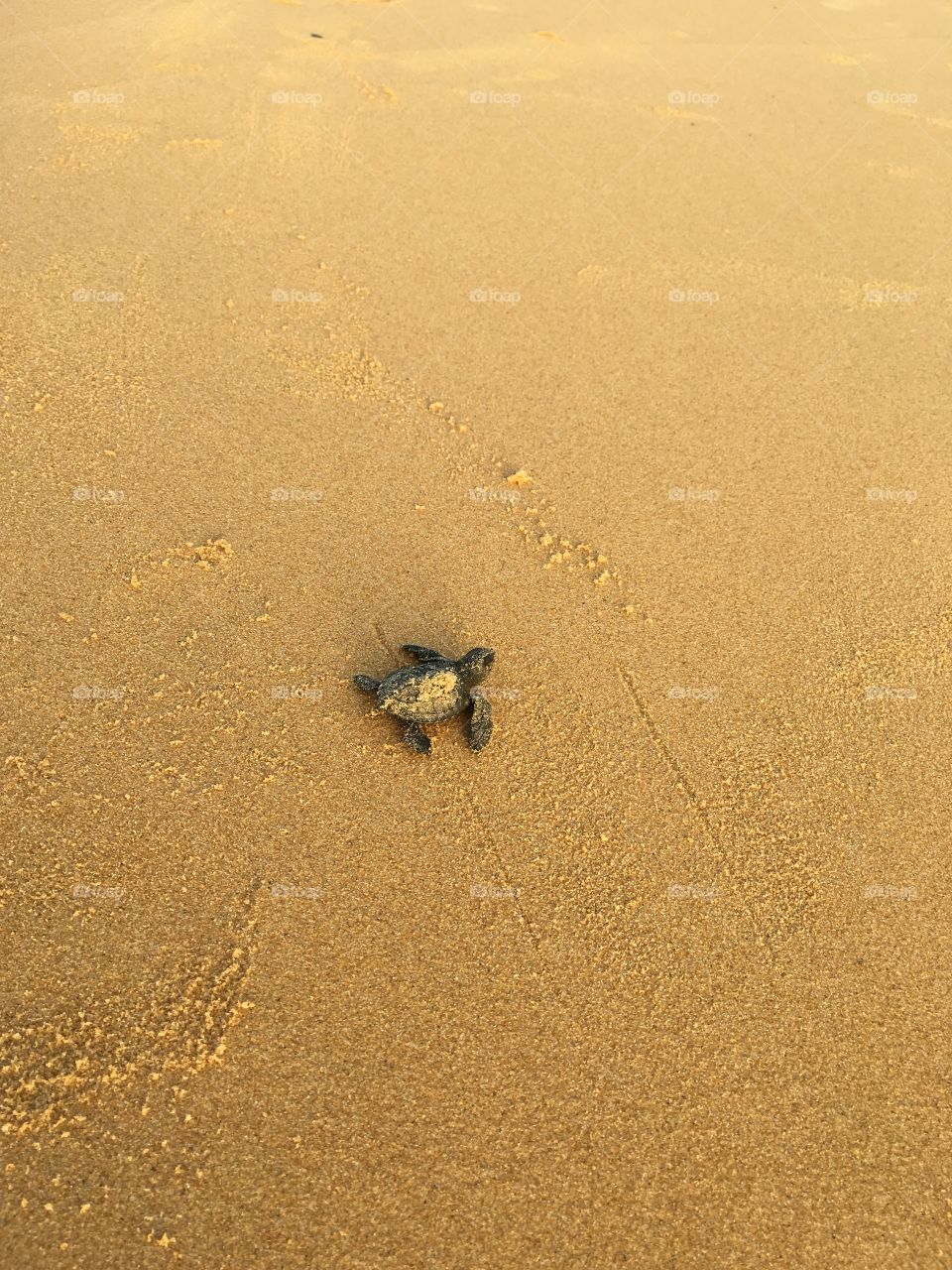 Birth of turtle on the beach