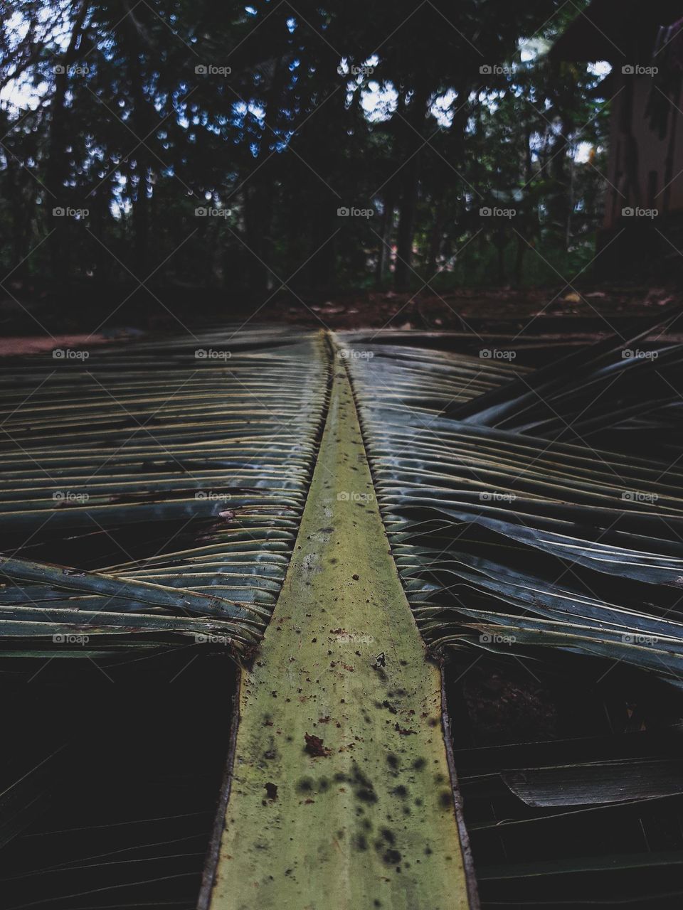 Fallen Coconut Leaf