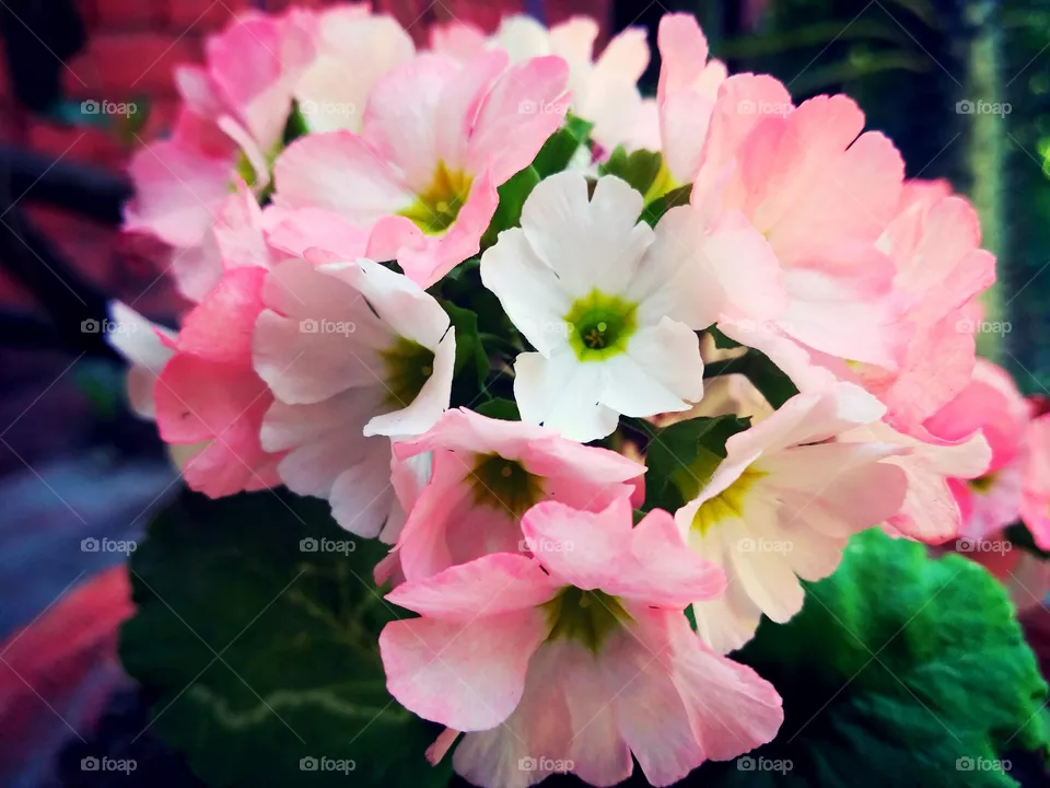 flowers