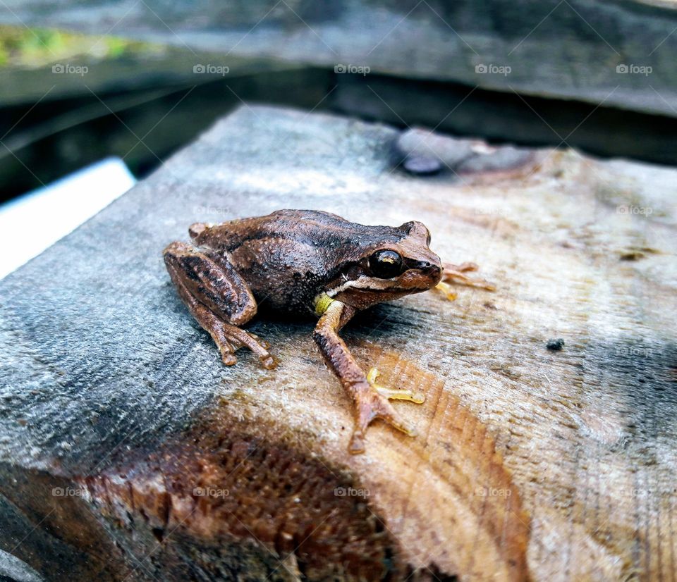 Brown tree frog 2