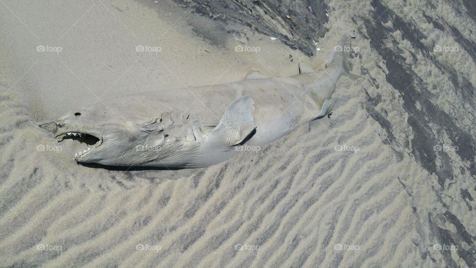 beached shark in North Carolina