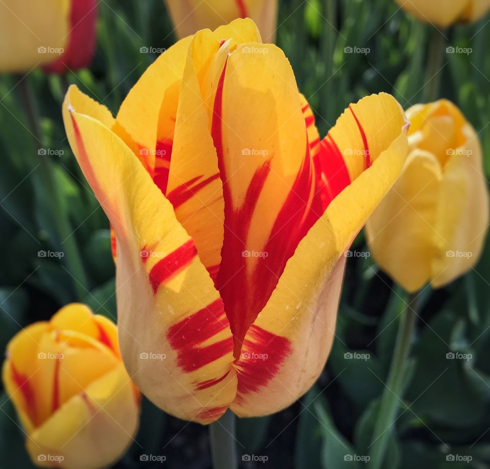 Close-up of yellow tulip