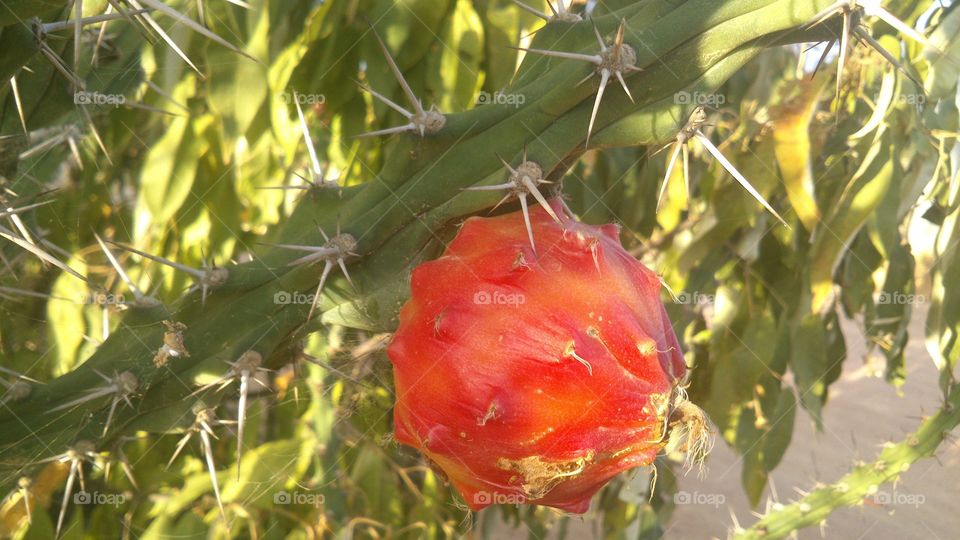 fruto do mandacaru