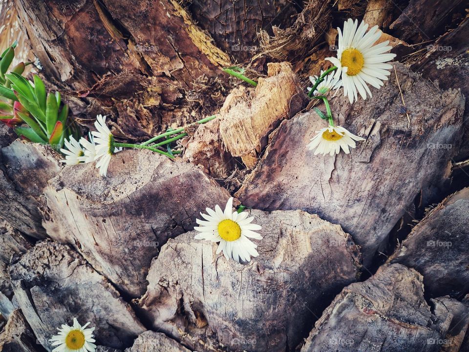 Daisy flowers on palm tree