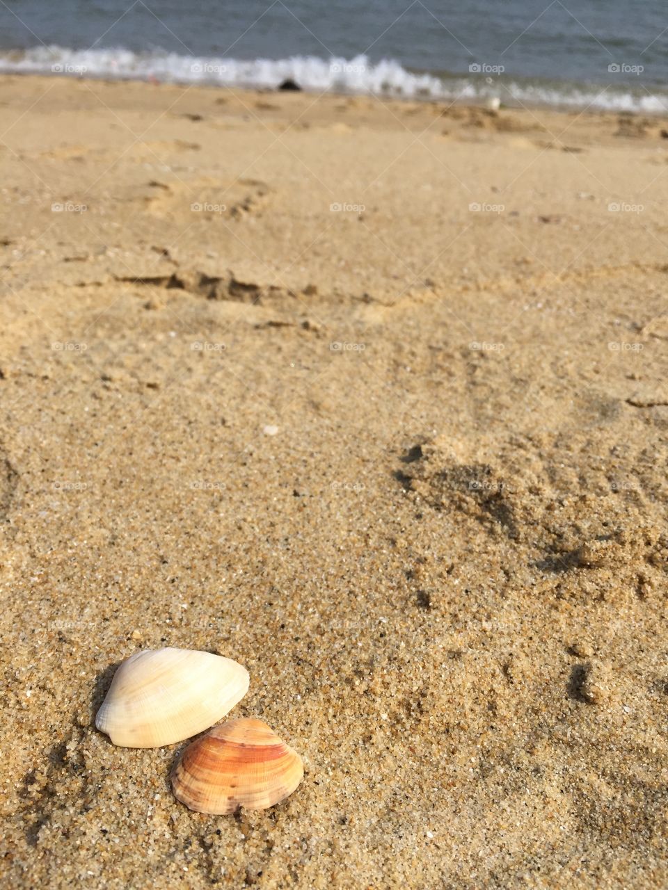 Portrait of two seashells