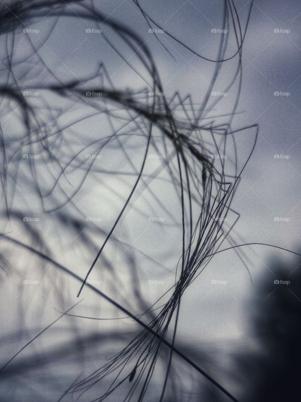 Dry grass, cloudy skies