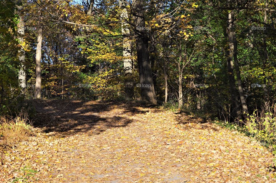 Fall Foliage Path