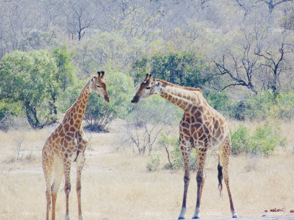 Giraffes 