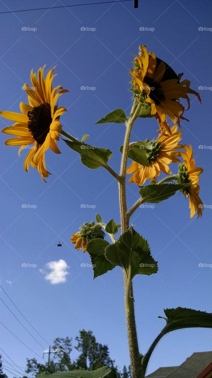 sunflower. A sunflower in my garden. Portland, Oregon.