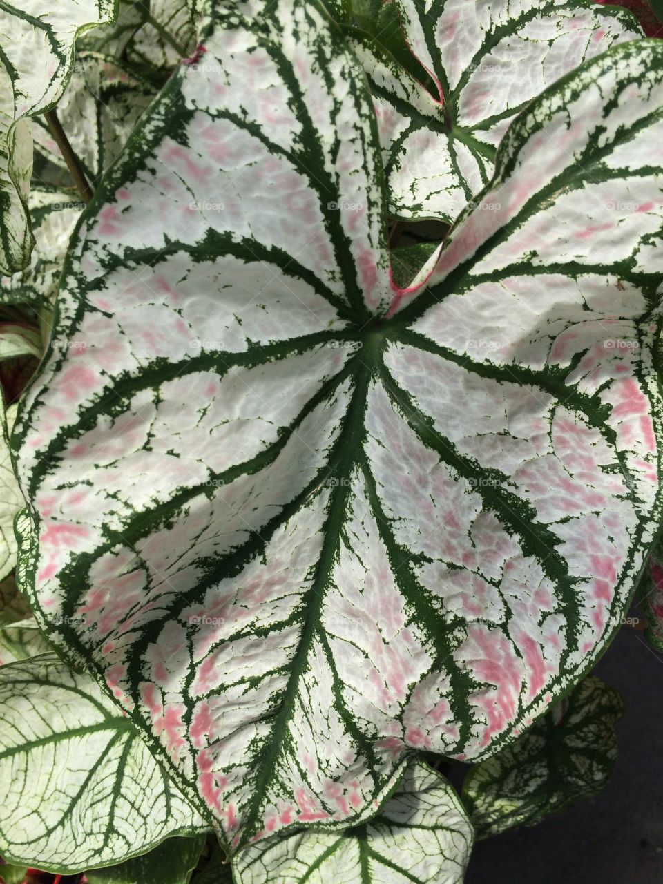 Close up of a garden leaf. 