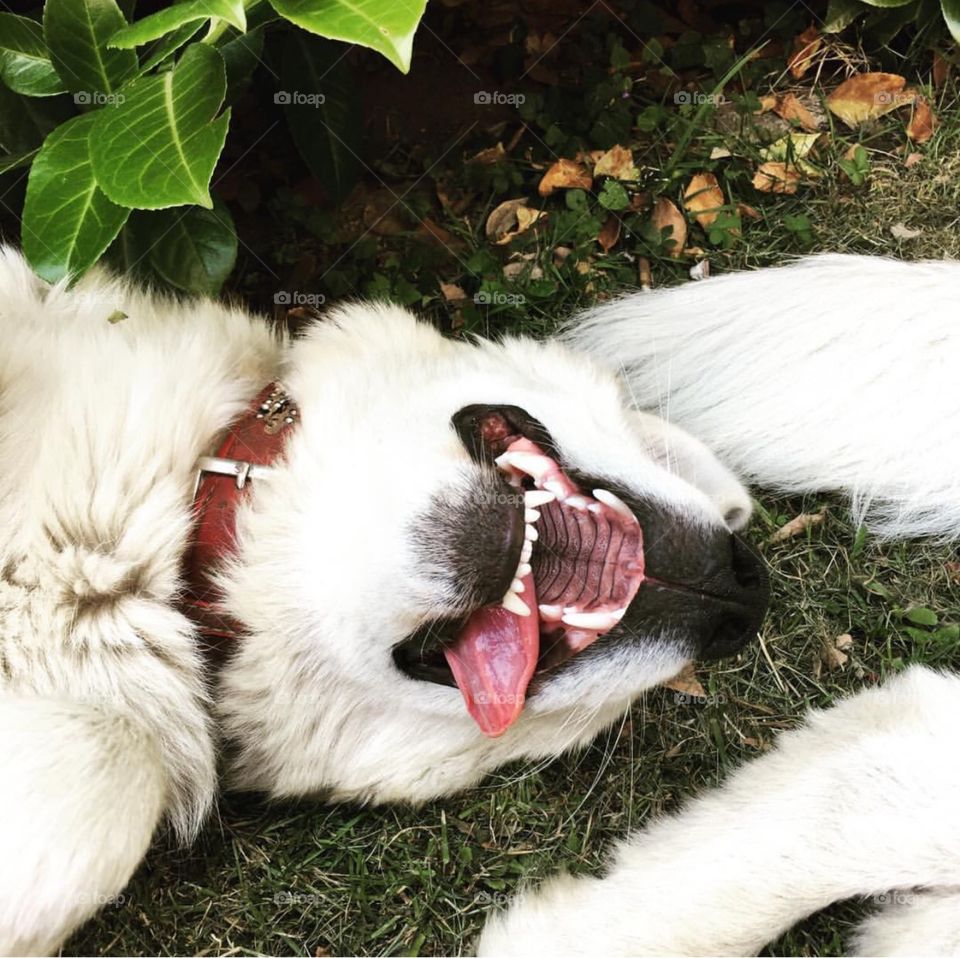 Maremma sheepdog completely exhausted after a long run in the garden with her sister. Code word: water and cool!