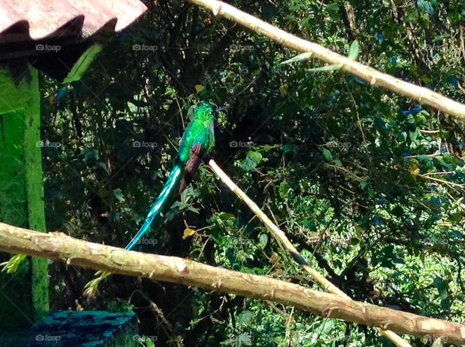 Colibri sitting on a branch